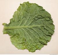 Photo Texture of Leaf Cabbage 0004